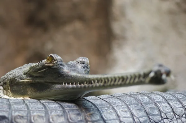 印度 gavial — 图库照片