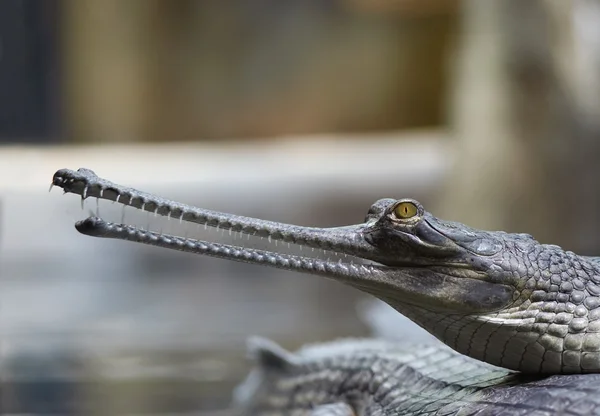 Індійська gavial — стокове фото