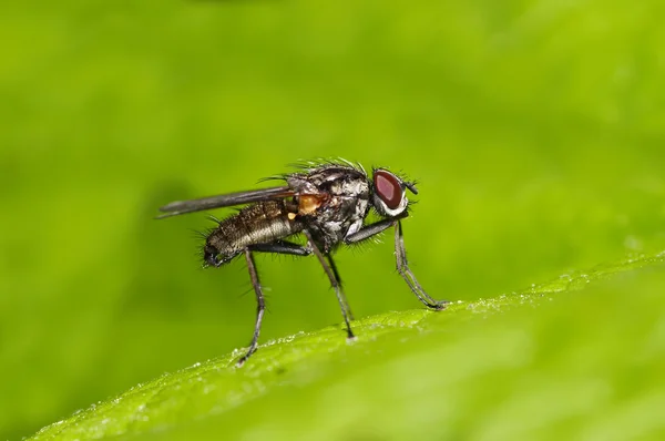 Yaprak üzerinde küçük sinek — Stok fotoğraf