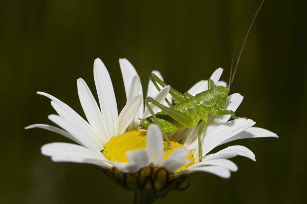 Grashopper on the daisy — Stock Photo, Image