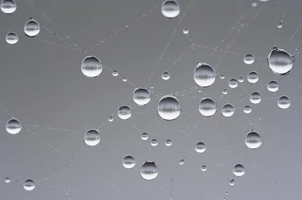 Gotas na teia de aranha — Fotografia de Stock