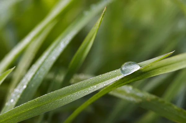 Dew on the grass — Stock Photo, Image