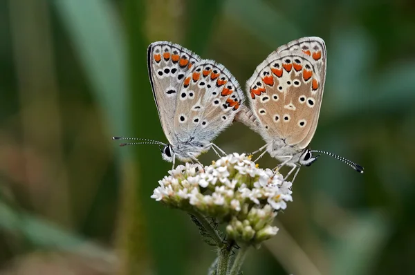 Щасливі метелики — стокове фото