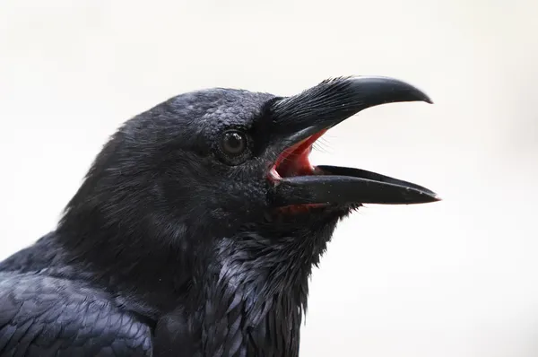 Raven — Stock Photo, Image