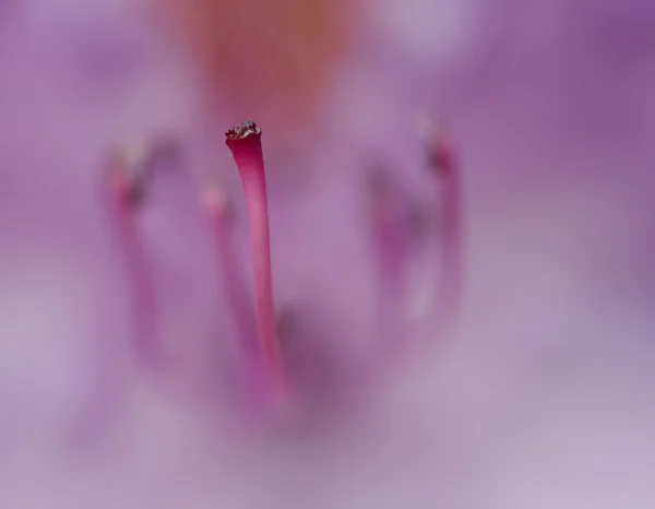 Цветение розового залива — стоковое фото