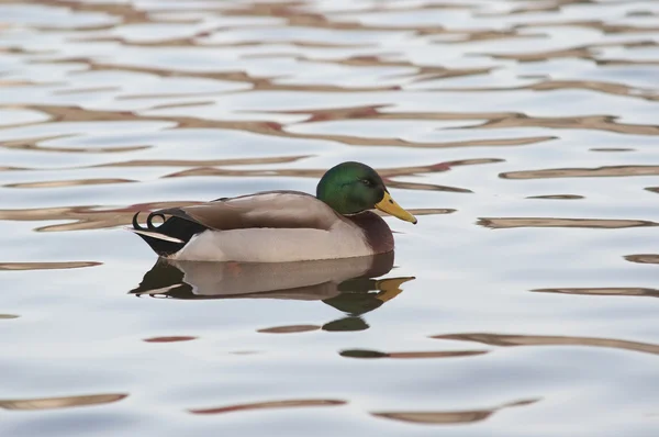 Duck on the water — Stock Photo, Image