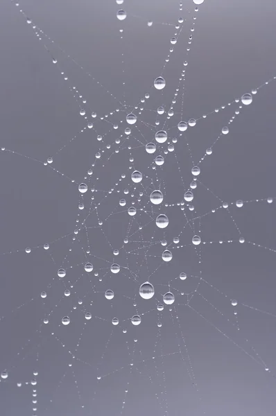 Taufrisches Spinnennetz — Stockfoto