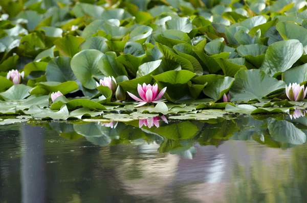 stock image Pond lily on the water