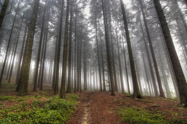 Barrträd skogen i dimma — Stockfoto
