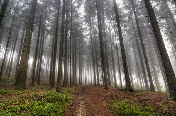Conifer forest in fog