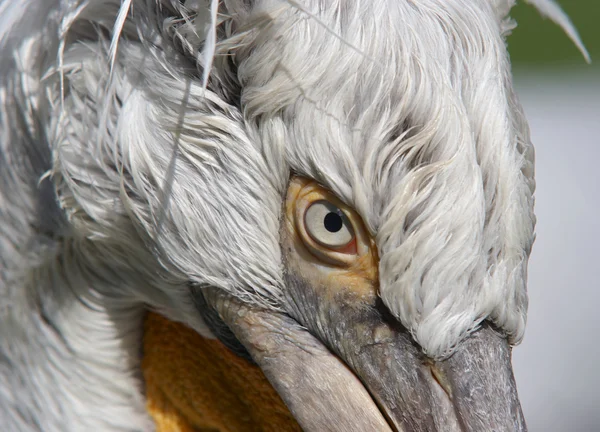 Dalmatisk pelikan — Stockfoto
