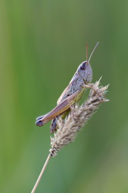 Grashopper