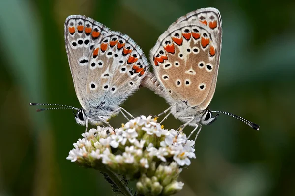 Farfalle - accoppiamento — Foto Stock