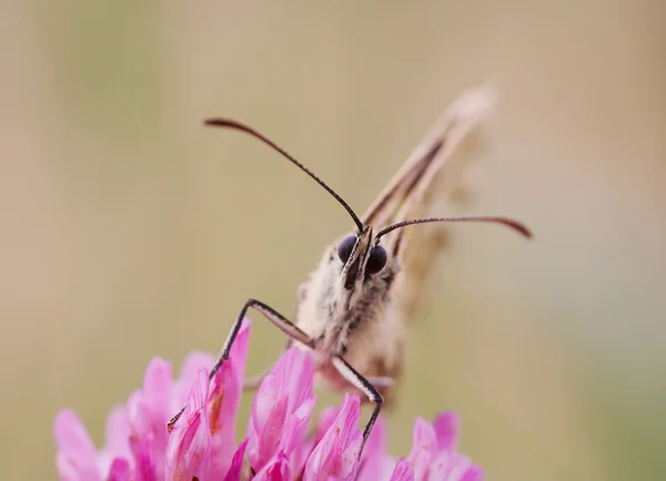 Κορόιδο - πεταλούδα στο λουλούδι — Φωτογραφία Αρχείου