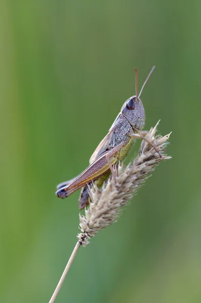 Grashopper. — Fotografia de Stock