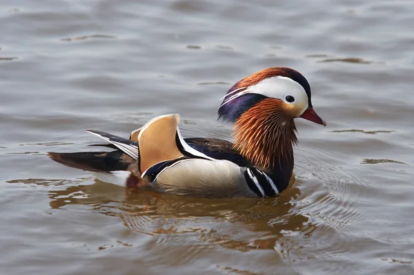 stock image Mandarin duck