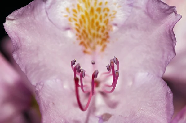 Flor da rosa-baía — Fotografia de Stock