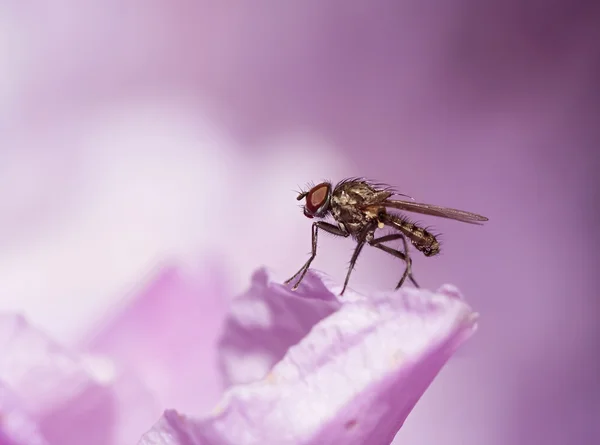 Pequeña mosca en la floración —  Fotos de Stock