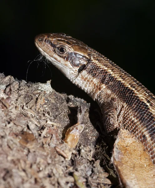 Närbild av the lizard — Stockfoto