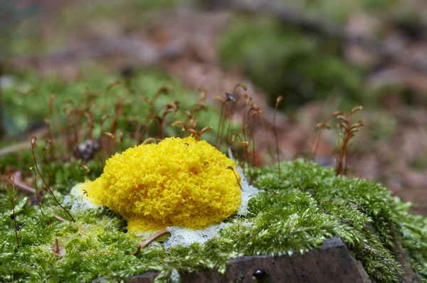 stock image Slime mould