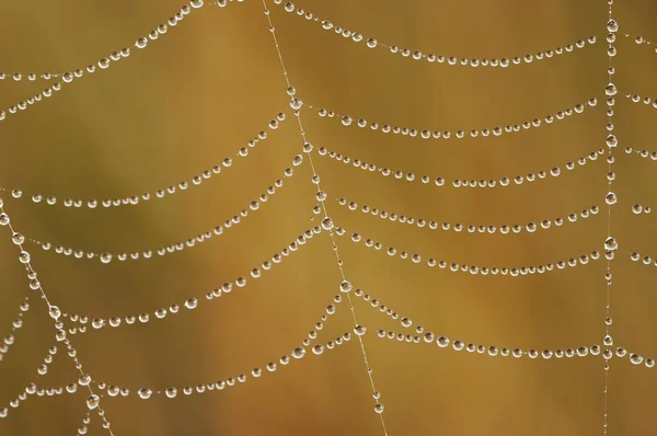 Grânulos de orvalho na teia de aranha — Fotografia de Stock