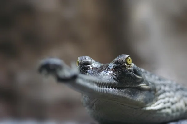 Indické gavial — Stock fotografie