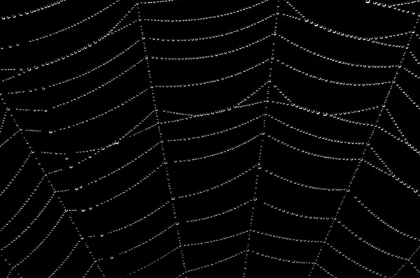 Taufrisches Spinnennetz — Stockfoto