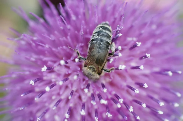 Honigbiene - Bestäubung — Stockfoto