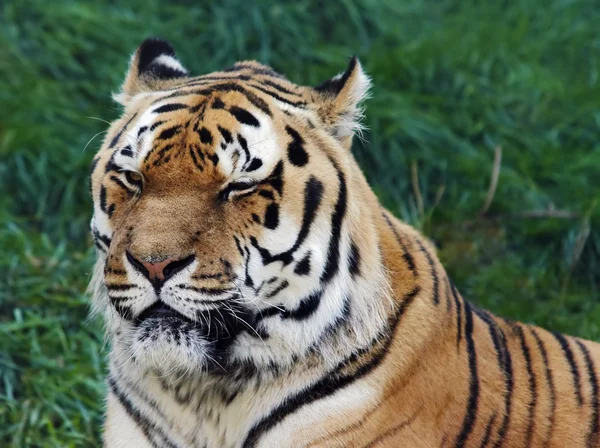 Old Siberian tiger — Stock Photo, Image