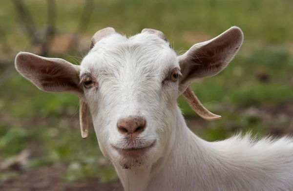 stock image Goat