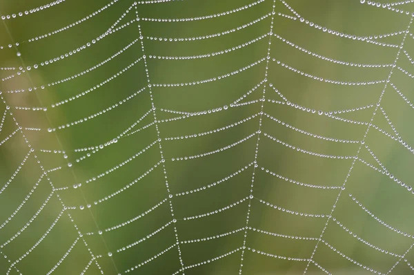 Zroszone pajęczyna — Zdjęcie stockowe