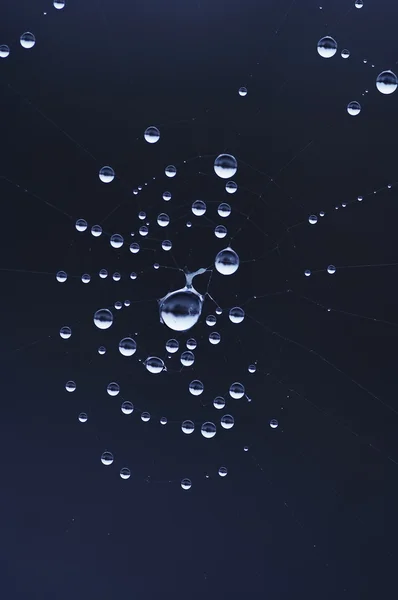Tröpfchen auf dem Spinnennetz — Stockfoto
