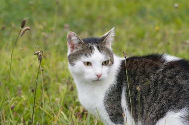 boarcat çayır üzerinde