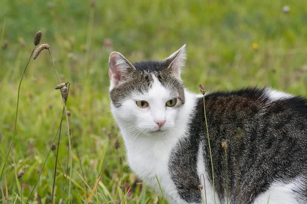 Boarcat on the meadow — Stock Photo, Image