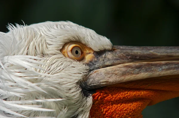 Dalmata Pelican — Foto Stock