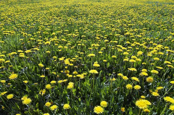 黄色的草甸-纵火与鲜花 — 图库照片