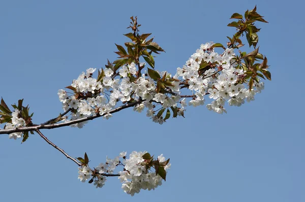 Квітучі вишневі дерева — стокове фото