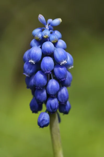 Гиацинт винограда — стоковое фото