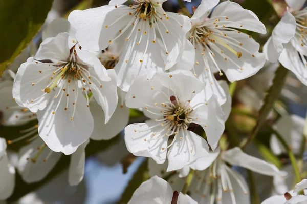 Drzewo wiśni kwitnącej — Zdjęcie stockowe