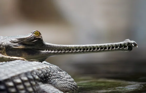 Indiase gavial — Stockfoto
