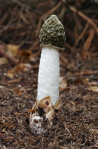 Ortak stinkhorn — Stok fotoğraf
