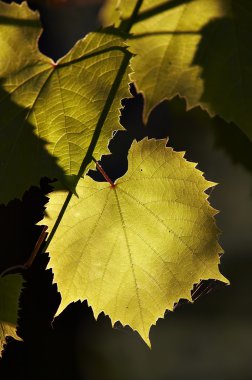 grapevine içinde arka aydınlatma