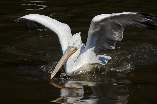 Далматинский пеликан — стоковое фото