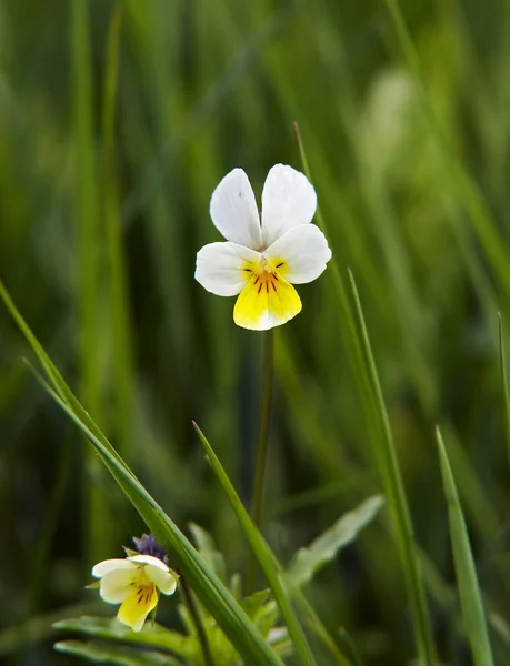 stock image Flower - wild pansy