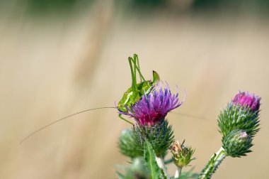 Grashopper