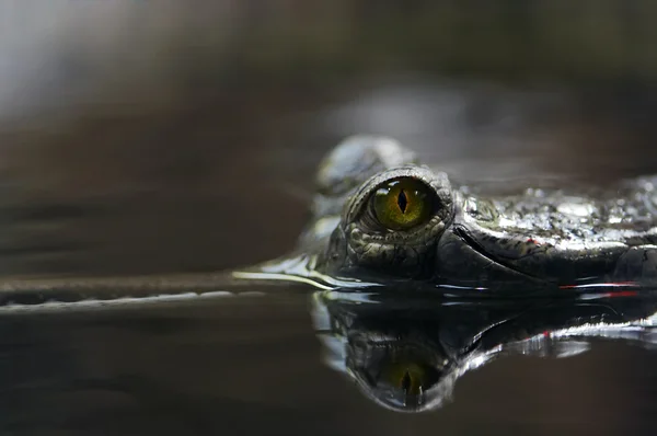 Krokodyl oczu — Zdjęcie stockowe