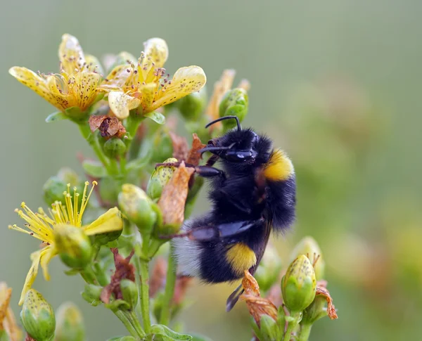 Bumble bee — Stockfoto