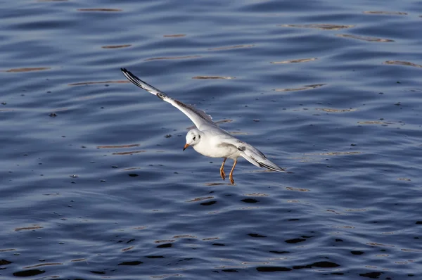 Flying gull — Stock Photo, Image