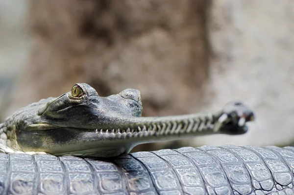 Indian gavial — Stock Photo, Image