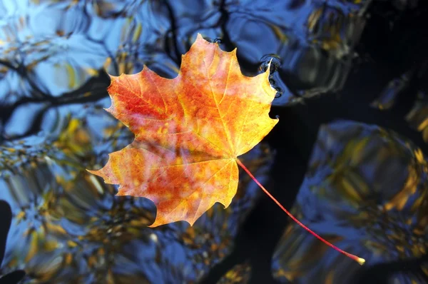 Autumn leaf on the water level — Stock Photo, Image